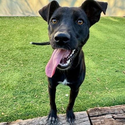 Pearl, ADOPTABLE, Young Female Labrador Retriever.