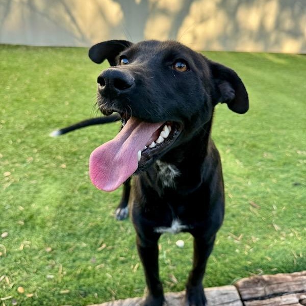 Pearl — thumbnail 4