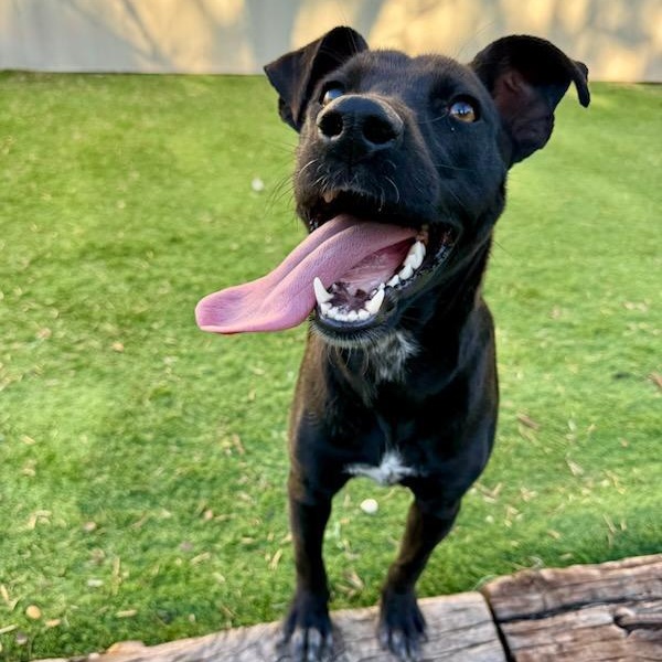 Pearl — thumbnail 5