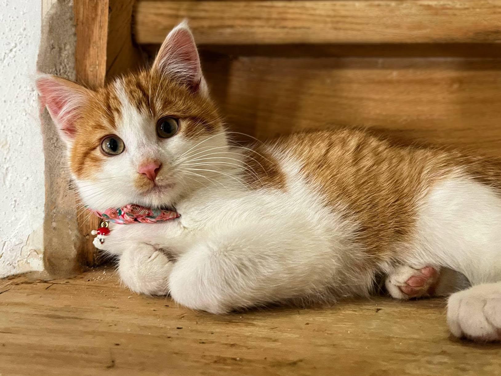 Enlarge Luchyk , a ADOPTABLE Domestic Medium Hair in Sawyer, ND image 3/4