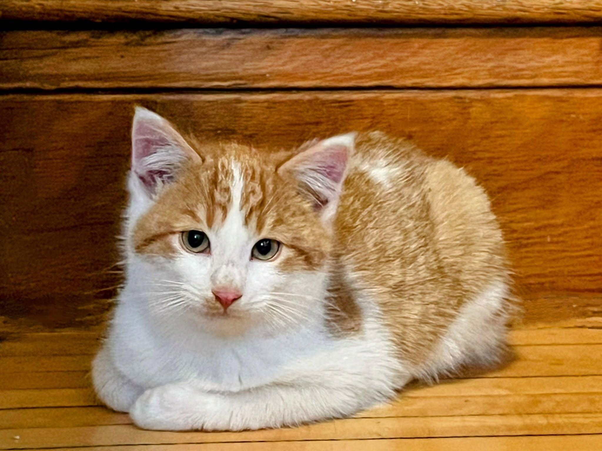 Enlarge Luchyk , a ADOPTABLE Domestic Medium Hair in Sawyer, ND image 2/4