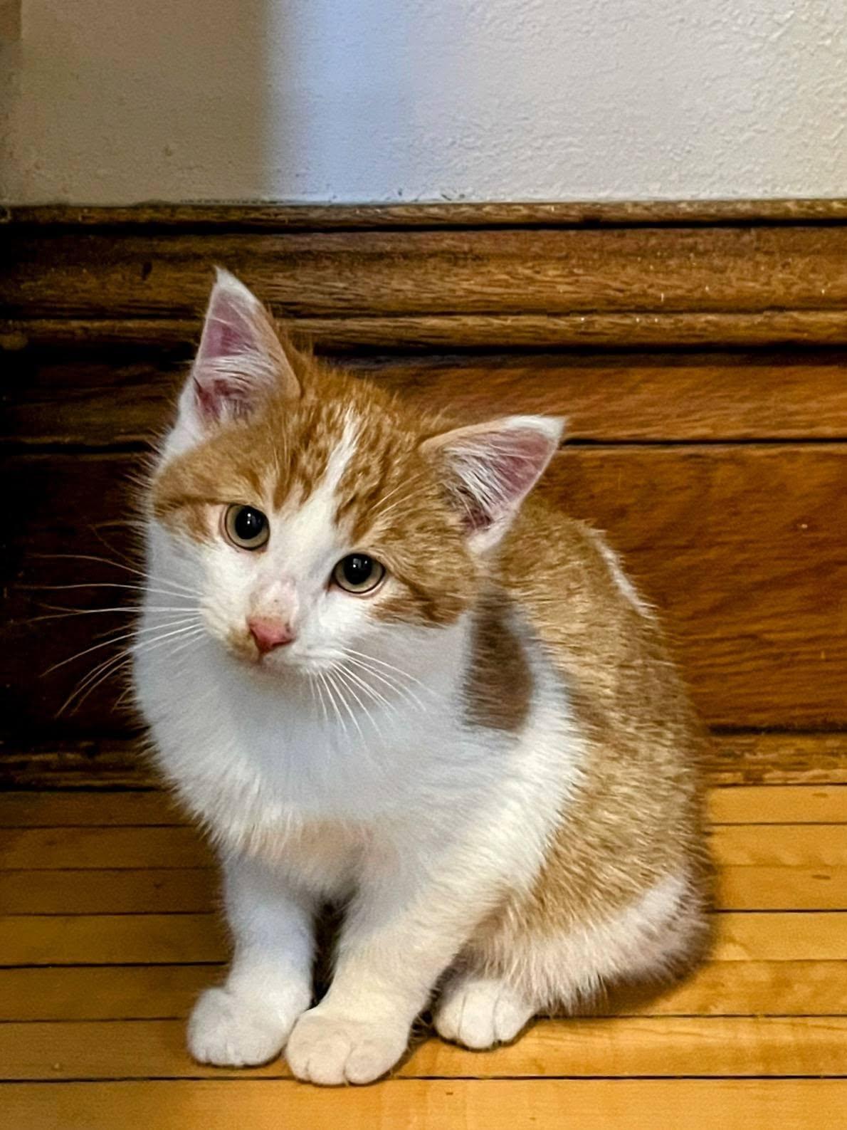 Luchyk , ADOPTABLE, Kitten Male Domestic Medium Hair.