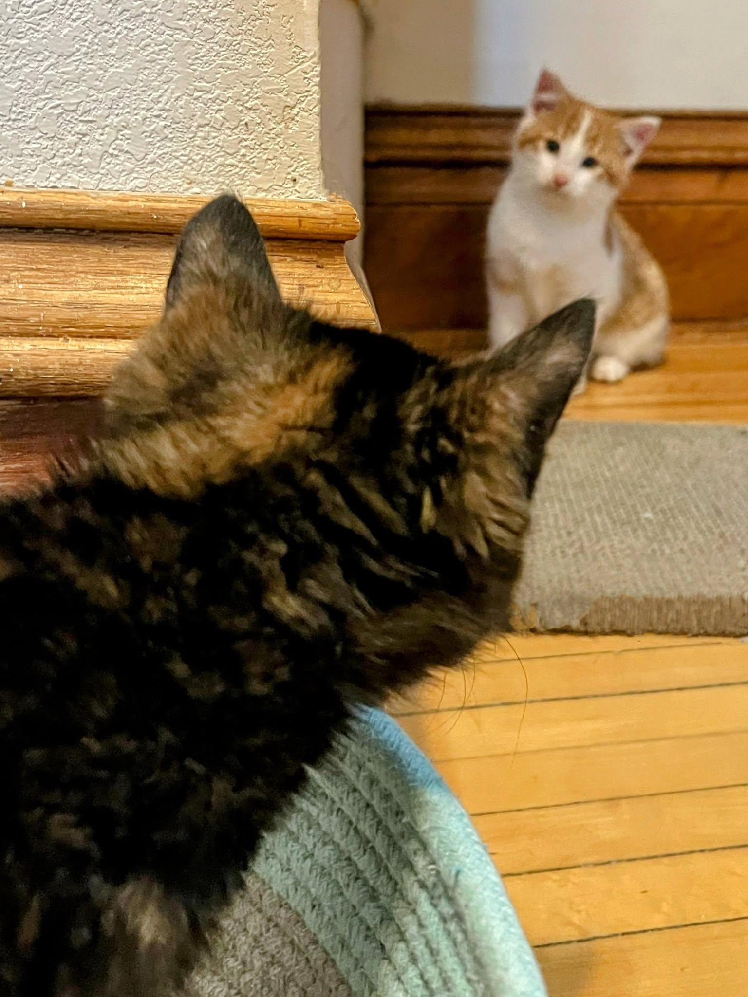 Enlarge Luchyk , a ADOPTABLE Domestic Medium Hair in Sawyer, ND image 4/4