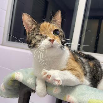 Joysie, Adoptable, Adult Female Domestic Short Hair & Domestic Short Hair.