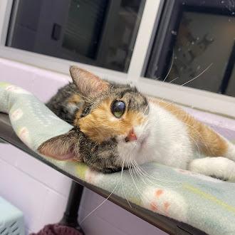 Enlarge Joysie, a Adoptable mixed breed in Gwinn, MI image 2/2