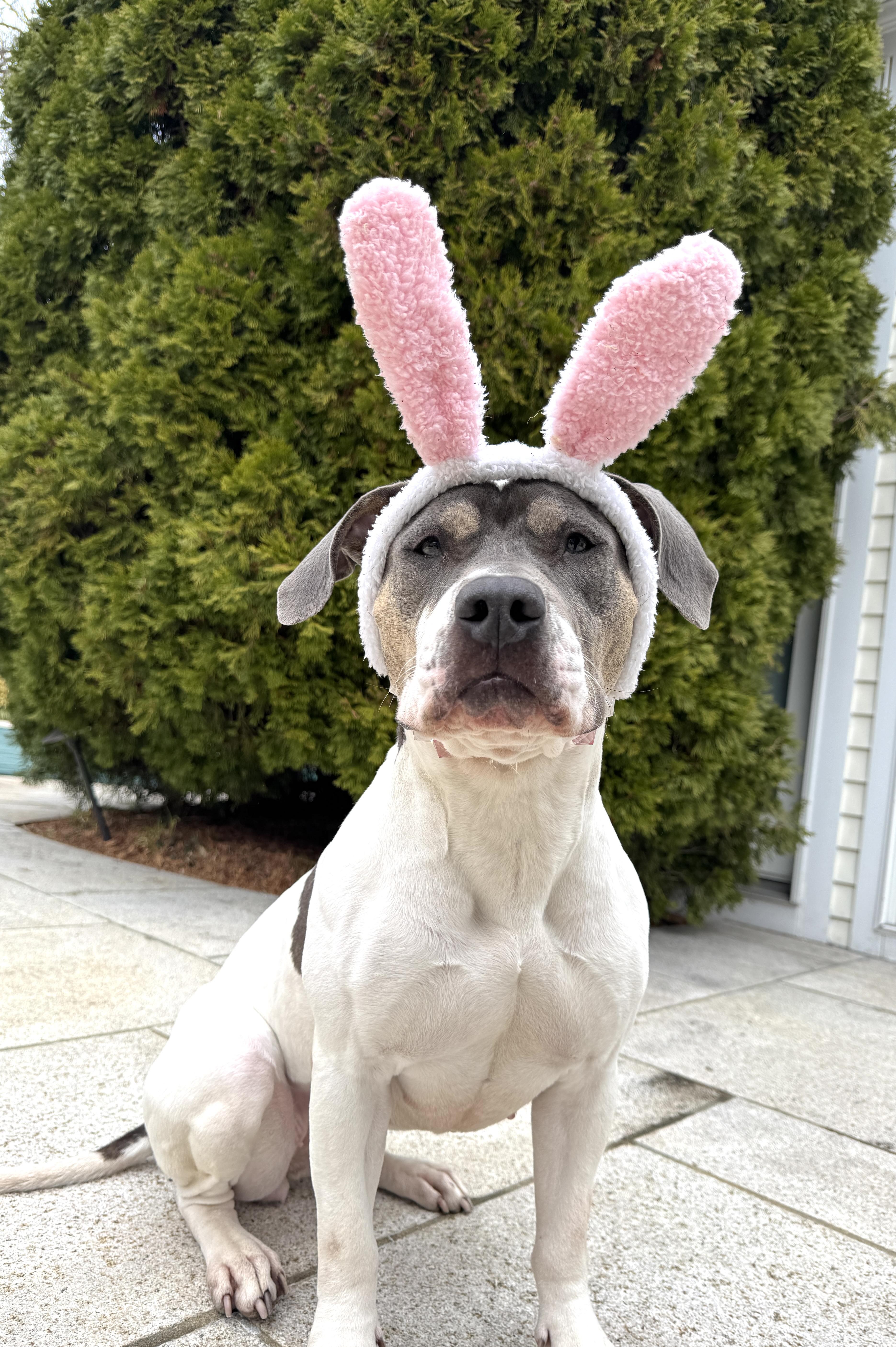 Ellie, ADOPTABLE, Adult Female Pit Bull Terrier & American Staffordshire Terrier.