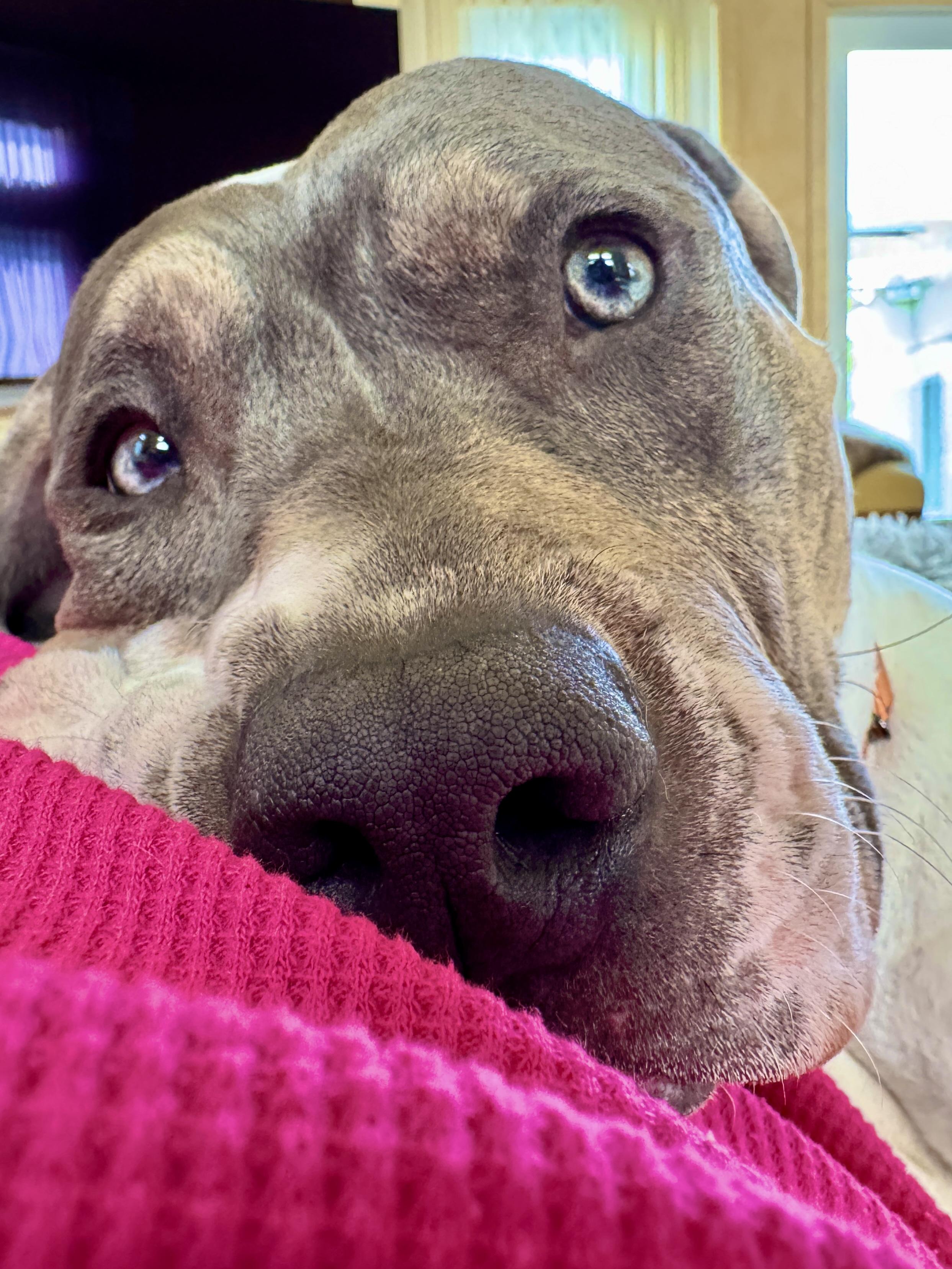 Enlarge Ellie, a ADOPTABLE mixed breed in Stamford, CT image 5/6