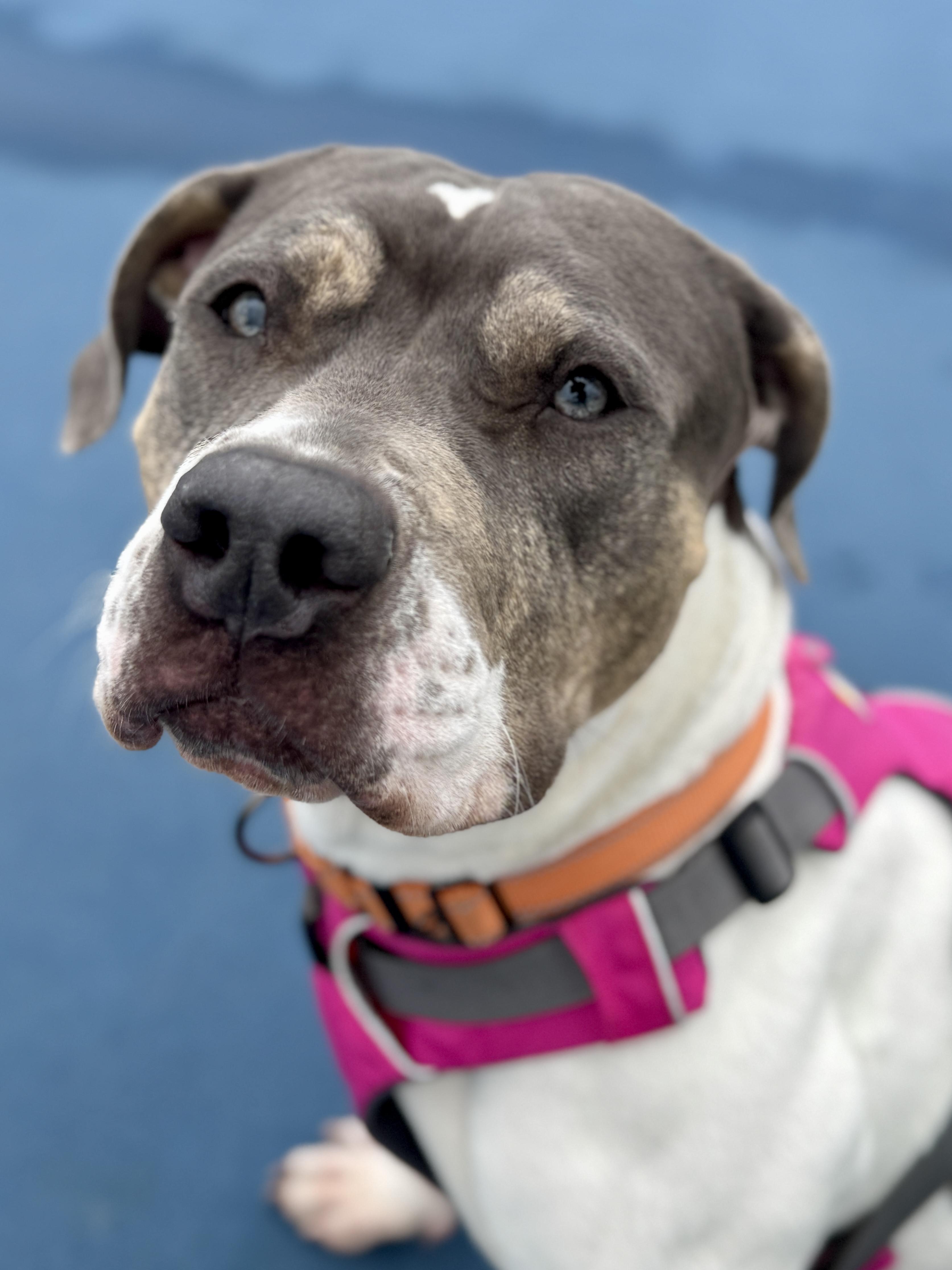 Enlarge Ellie, a ADOPTABLE mixed breed in Stamford, CT image 2/6