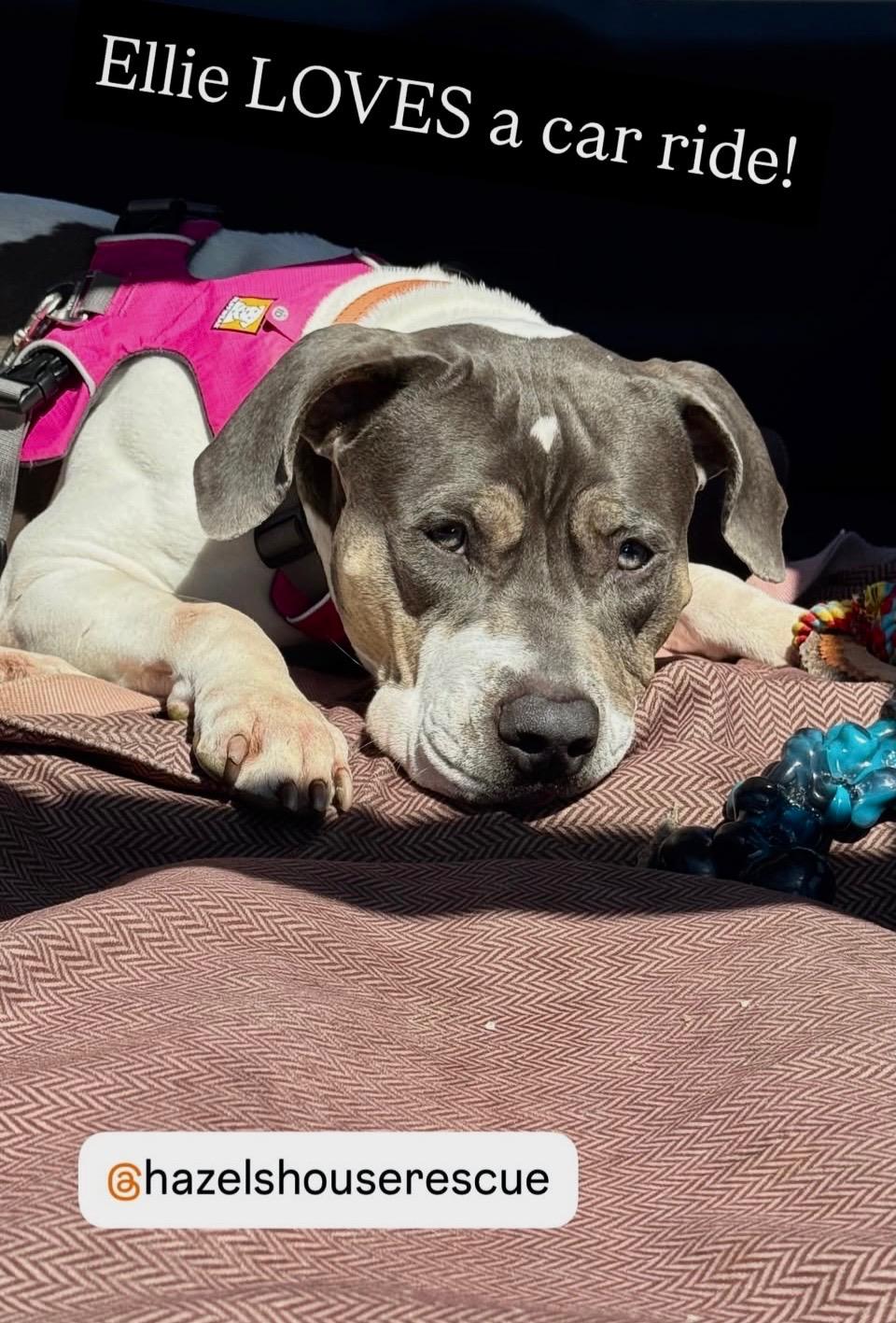 Enlarge Ellie, a ADOPTABLE mixed breed in Stamford, CT image 6/6