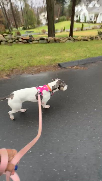 Enlarge Ellie, a ADOPTABLE mixed breed in Stamford, CT video 3/6