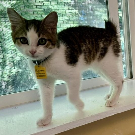 Poppers - Fun and Friendly, an adopted Tabby in Hoquiam, WA image 3/4