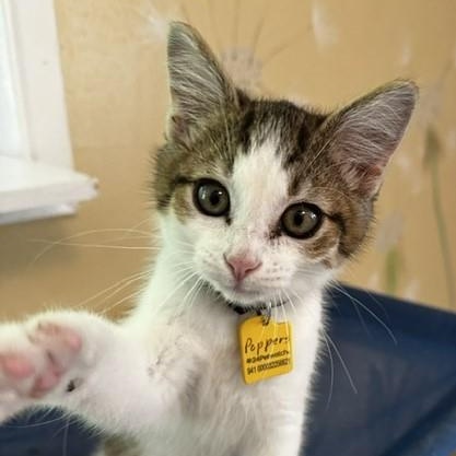 Poppers - Fun and Friendly, an adopted Tabby in Hoquiam, WA image 1/4