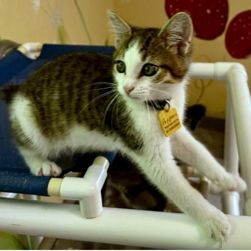 Poppers - Fun and Friendly, an adopted Tabby in Hoquiam, WA image 2/4