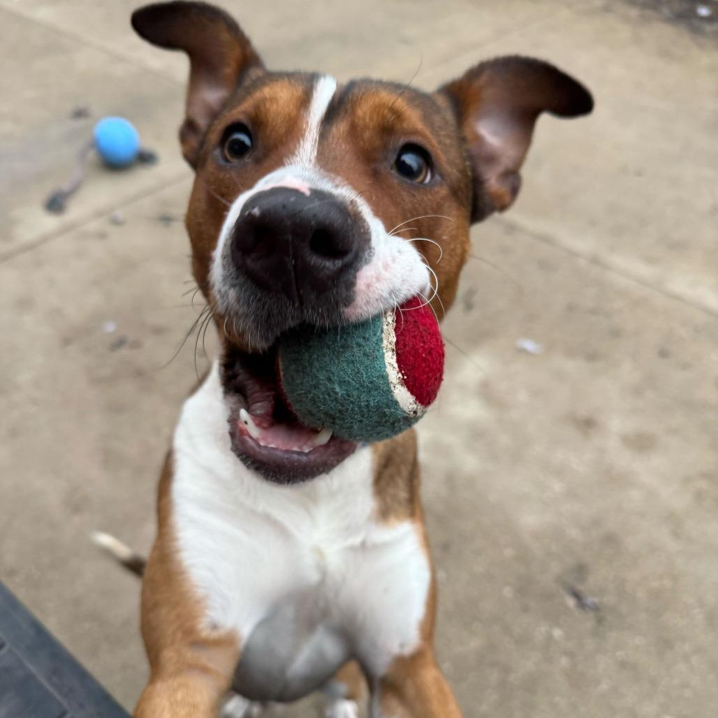 Putter, Adoptable, Adult Male Terrier & Mixed Breed.