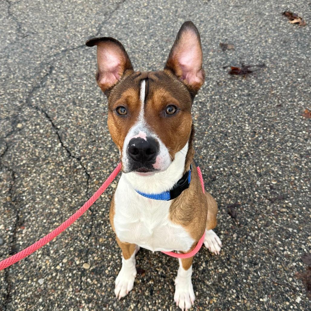 Putter, Adoptable, Adult Male Terrier & Mixed Breed.