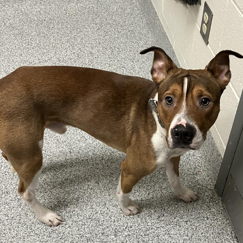 Putter, Adoptable, Adult Male Terrier & Mixed Breed.