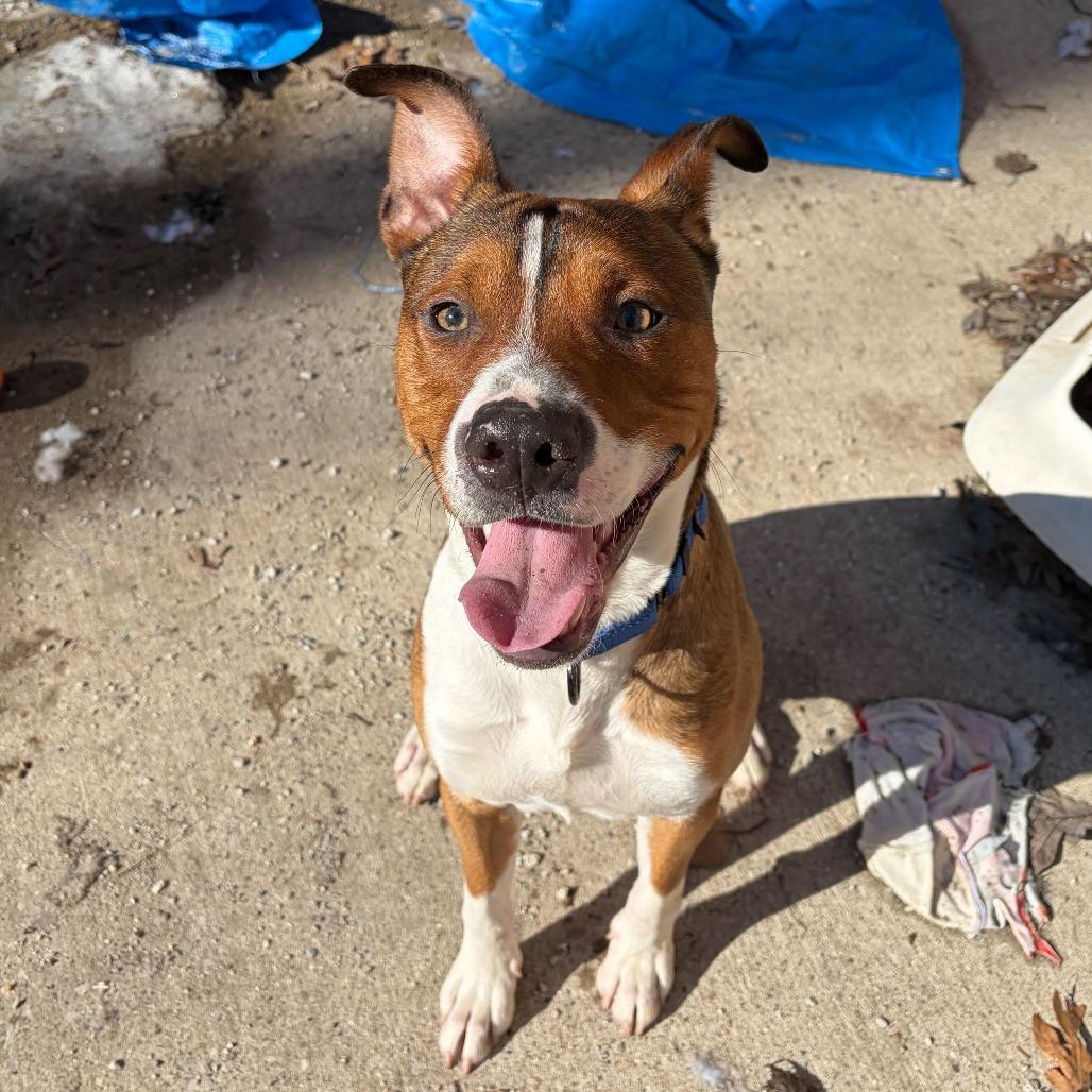 Putter, a Adoptable mixed breed in Grand Rapids, MI image 3/4