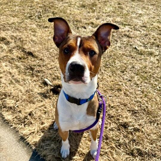 Putter, a Adoptable mixed breed in Grand Rapids, MI image 4/4