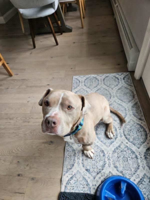 Moose, Adoptable, Adult Male Pit Bull Terrier.
