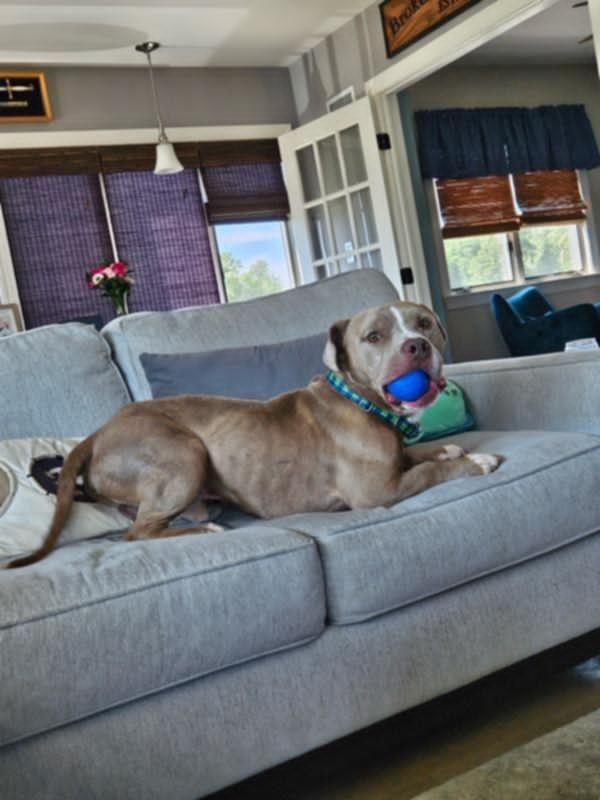 Moose, a Adoptable Pit Bull Terrier in Catasauqua, PA image 2/3