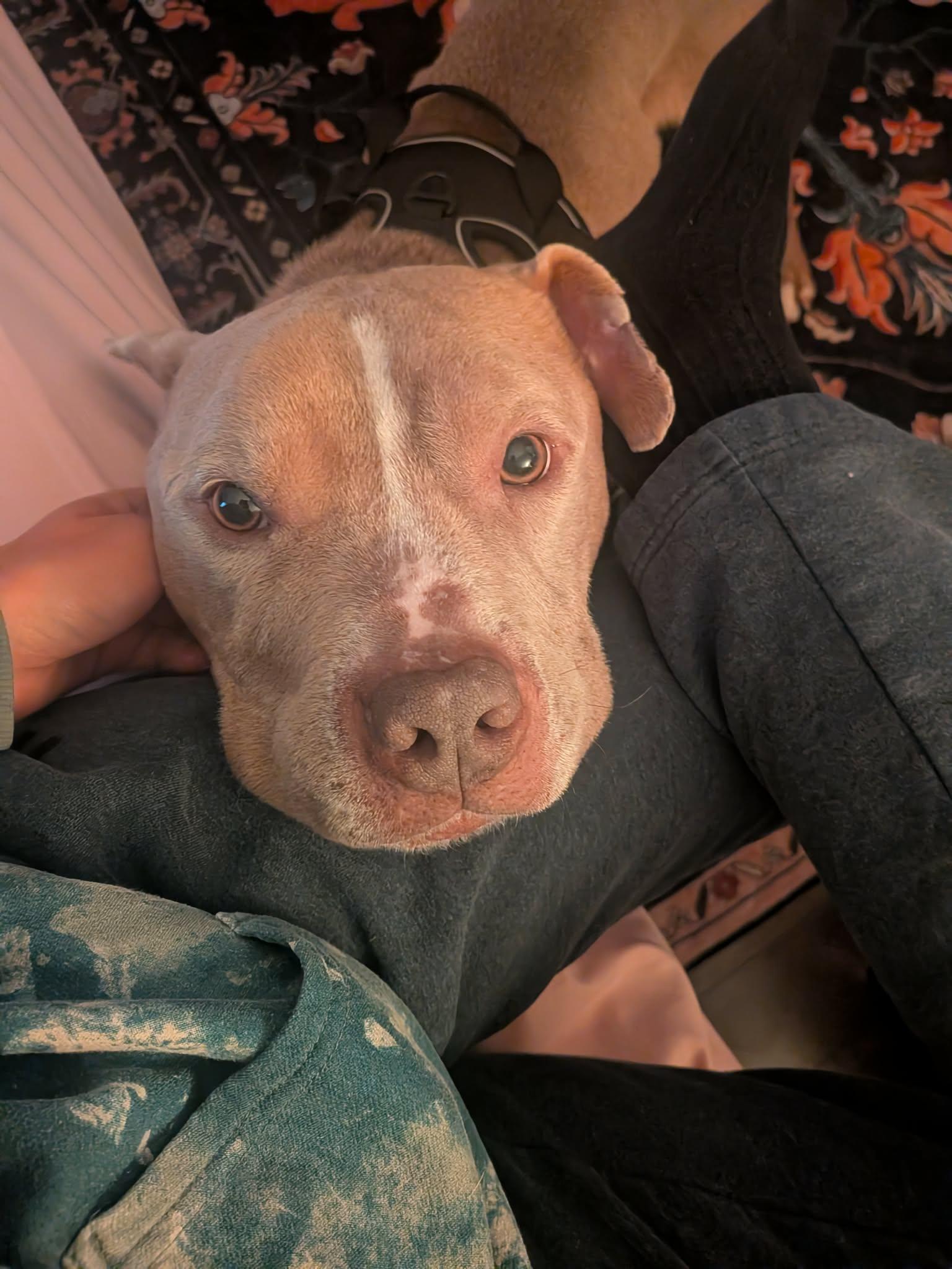 Moose, a Adoptable Pit Bull Terrier in Catasauqua, PA image 3/3