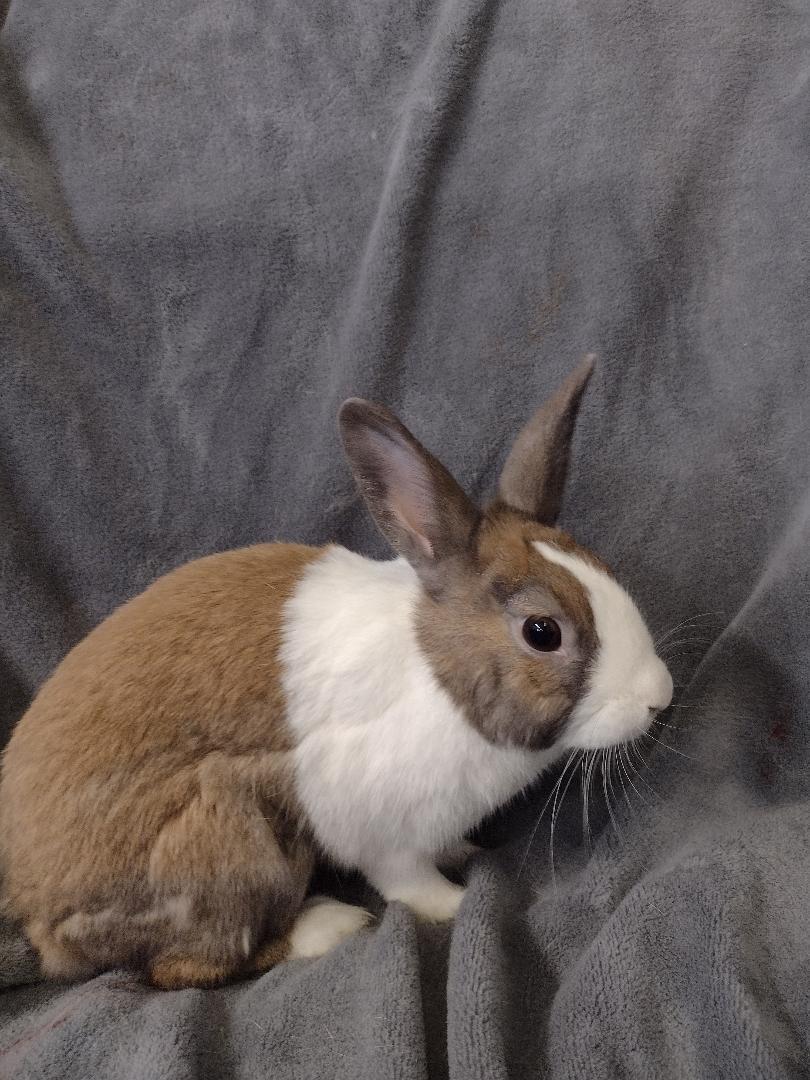 Enlarge Phillip, a Adoptable Dutch in Plymouth, MI image 3/3