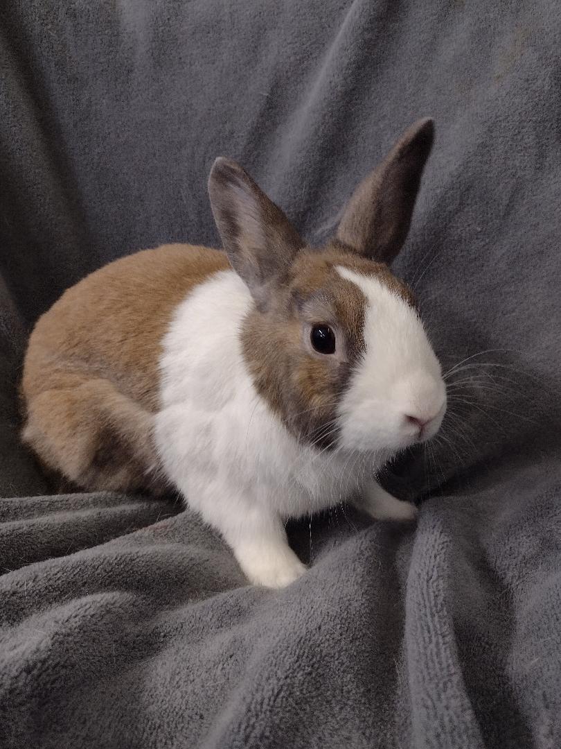 Enlarge Phillip, a Adoptable Dutch in Plymouth, MI image 1/3