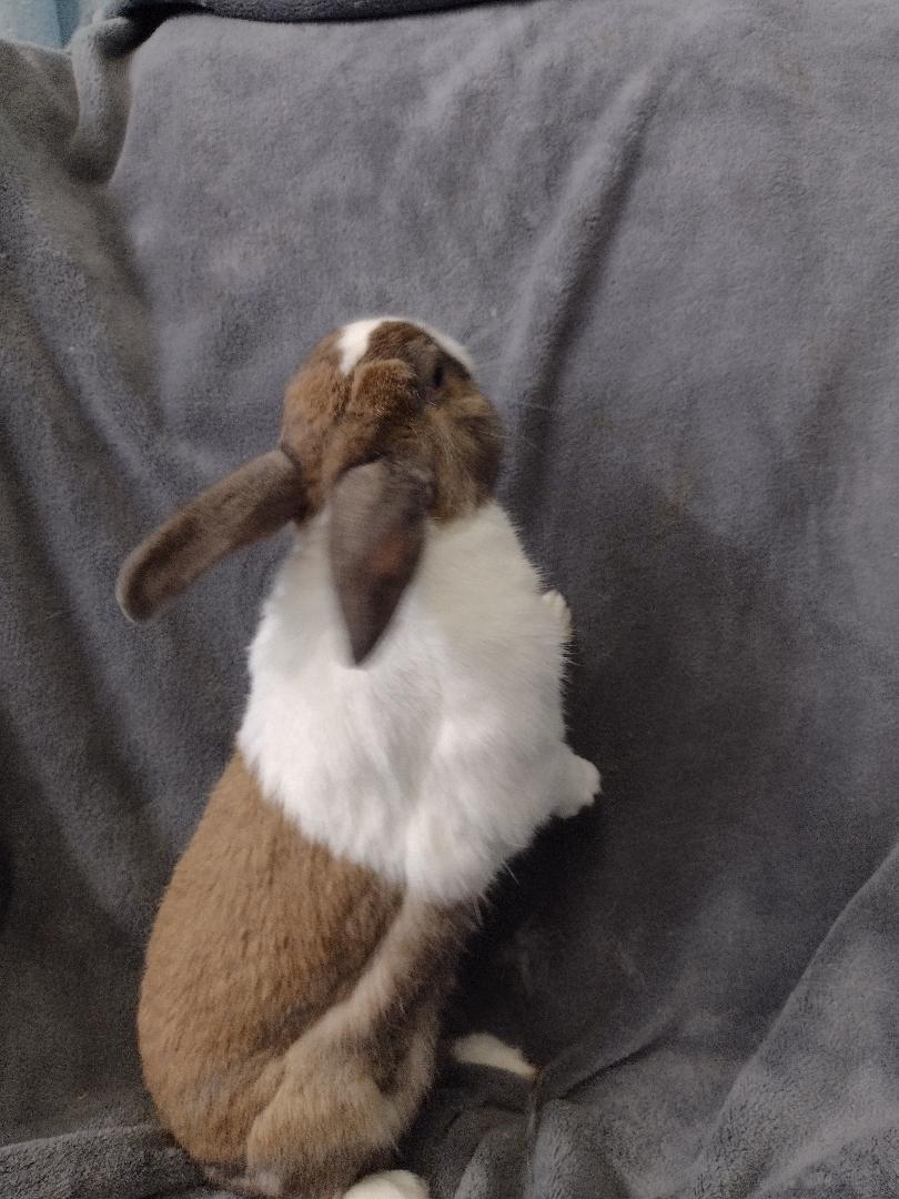 Enlarge Phillip, a Adoptable Dutch in Plymouth, MI image 2/3