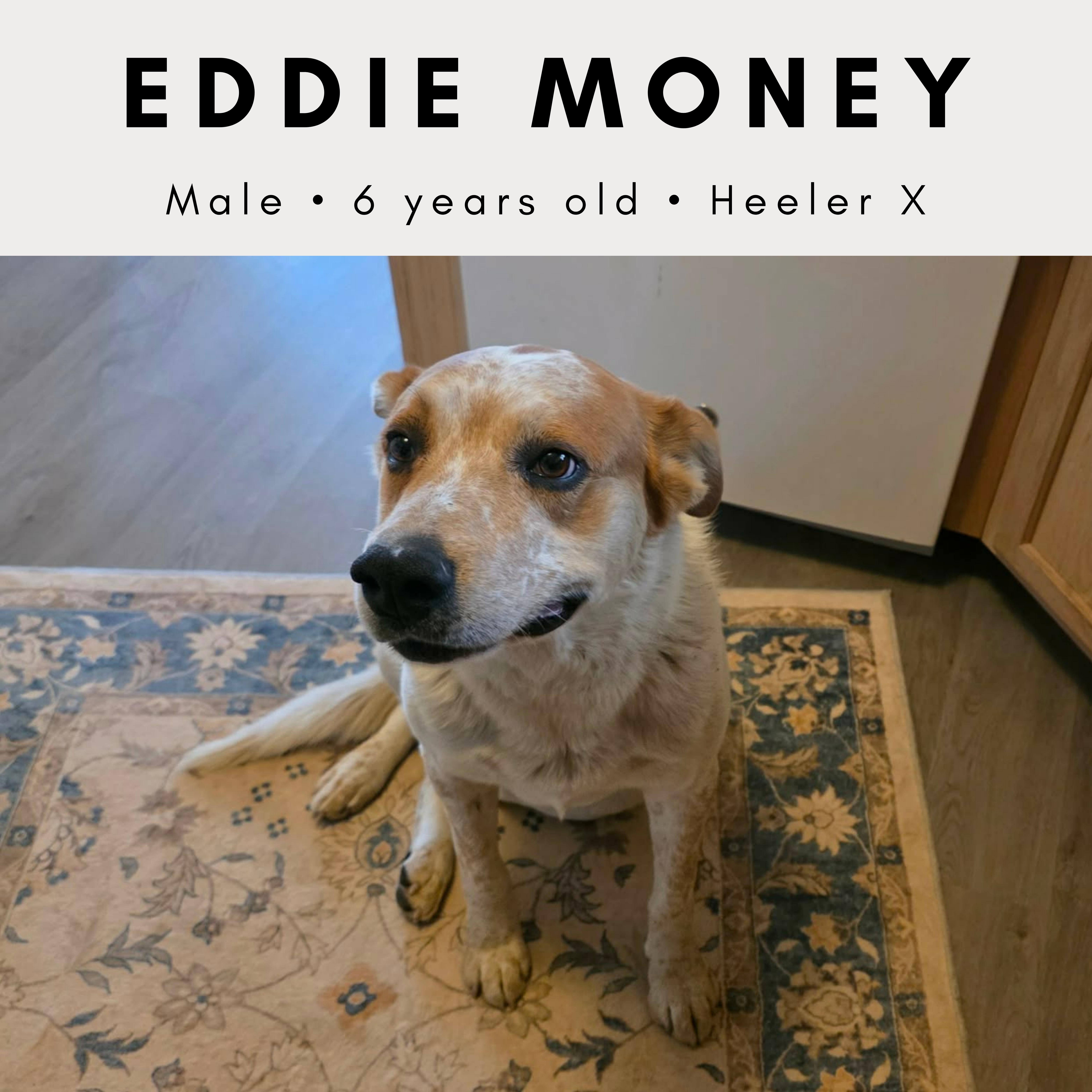 Eddie Money, ADOPTABLE, Adult Male Australian Cattle Dog / Blue Heeler.