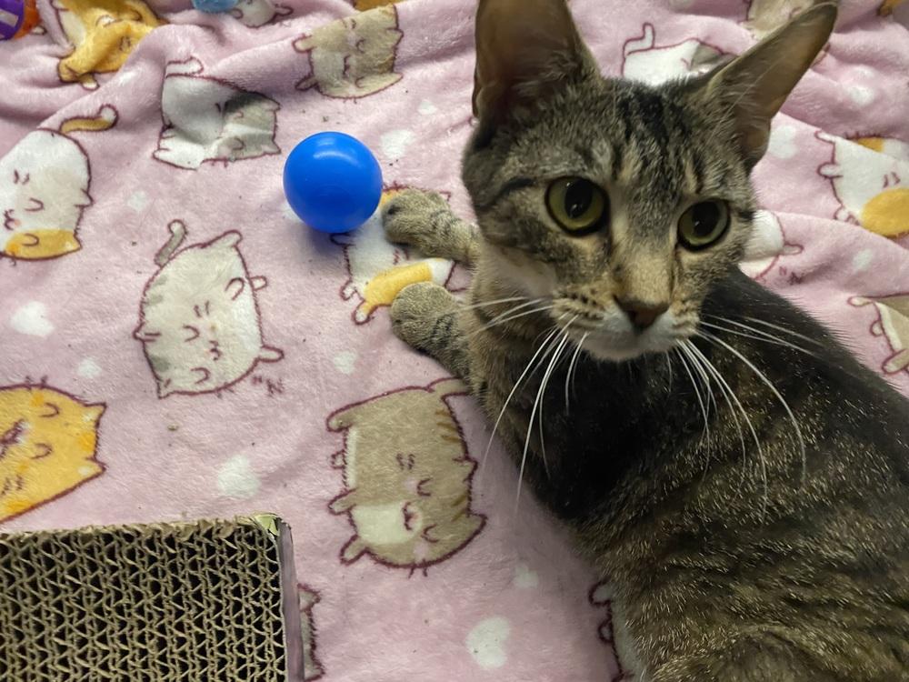 Bella Donna, Adoptable, Adult Female Domestic Short Hair & Tabby.