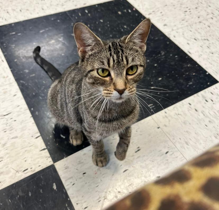 Enlarge Bella Donna, a Adoptable mixed breed in Clarksville, TN image 2/6