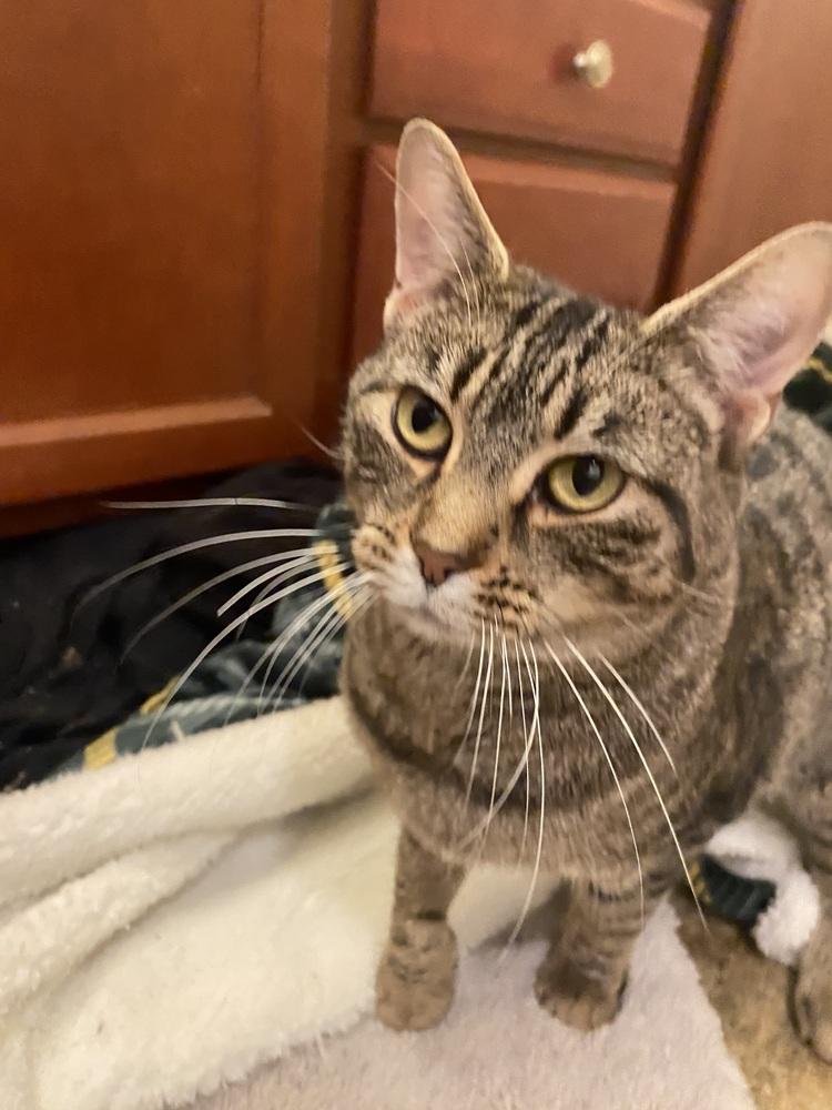 Enlarge Bella Donna, a Adoptable mixed breed in Clarksville, TN image 3/6