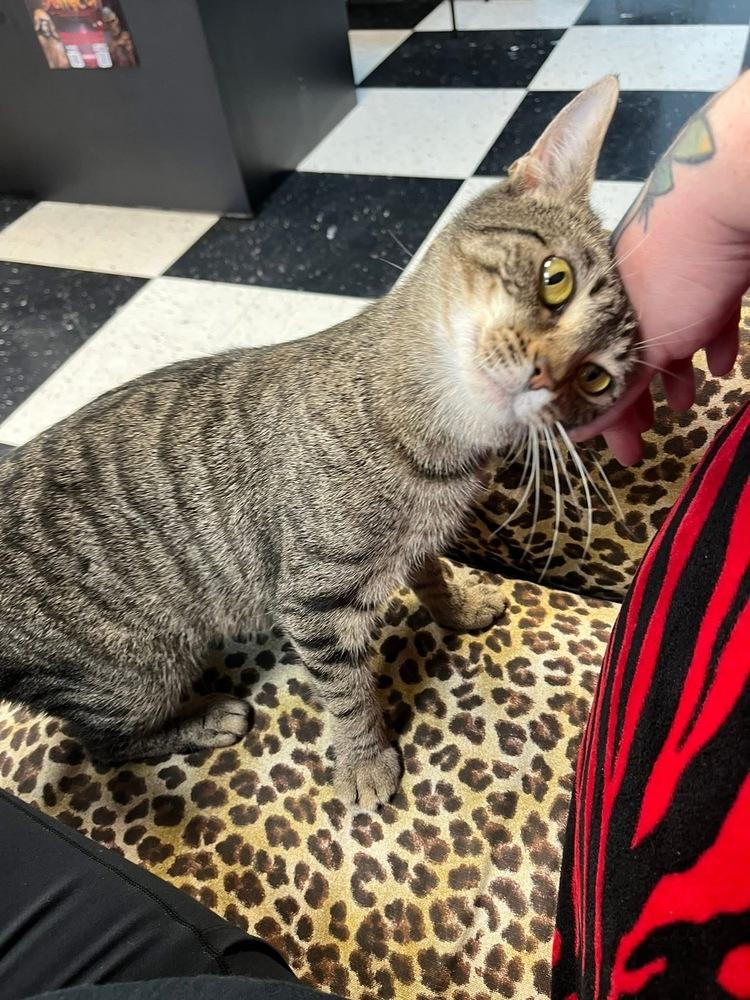 Enlarge Bella Donna, a Adoptable mixed breed in Clarksville, TN image 4/6