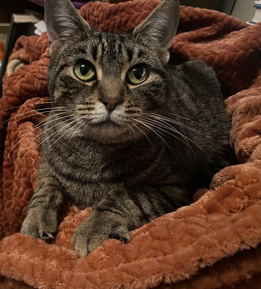 Enlarge Bella Donna, a Adoptable mixed breed in Clarksville, TN image 5/6