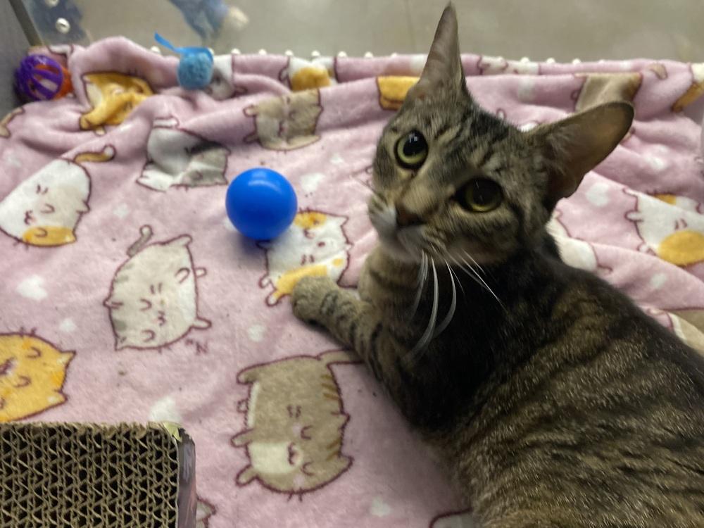 Enlarge Bella Donna, a Adoptable mixed breed in Clarksville, TN image 6/6