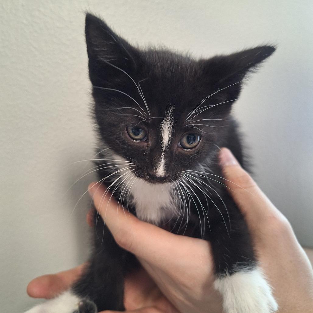 Typhoon, Adoptable, Kitten Female Domestic Short Hair.