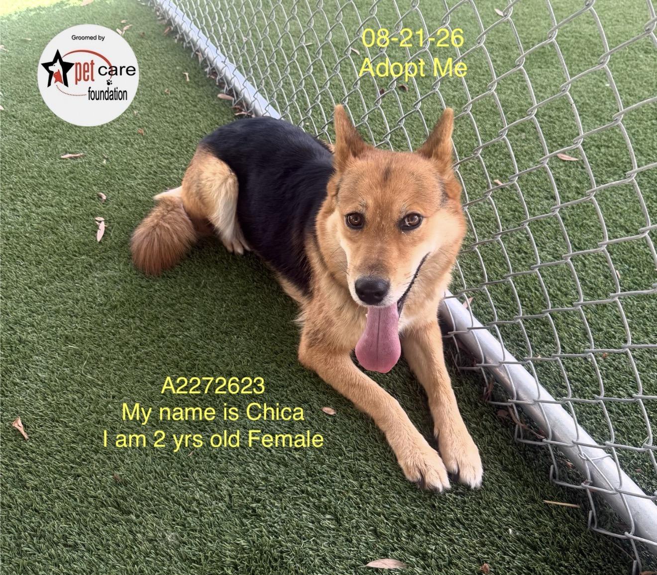 CHICA, Adoptable, Young Female German Shepherd Dog & Mixed Breed.