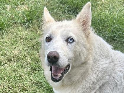Paloma