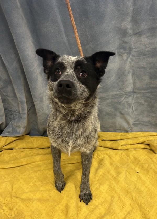 Shadow, Adoptable, Adult Male Australian Cattle Dog / Blue Heeler.