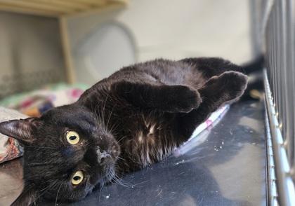 Chuck Norris, Adoptable, Adult Male Domestic Short Hair & Domestic Short Hair.