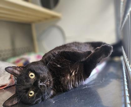 Chuck Norris, a Adoptable mixed breed in Pendleton, OR image 2/2