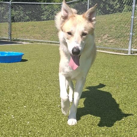 COVE, a Adoptable Collie in Hannibal, MO image 1/3