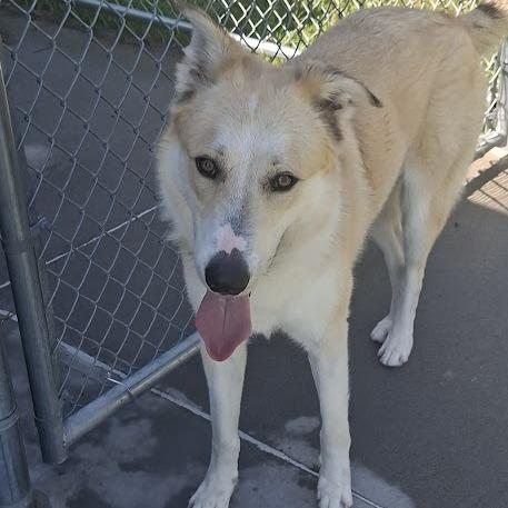 COVE, a Adoptable Collie in Hannibal, MO image 2/3