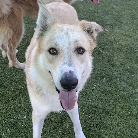 COVE, a Adoptable Collie in Hannibal, MO image 3/3