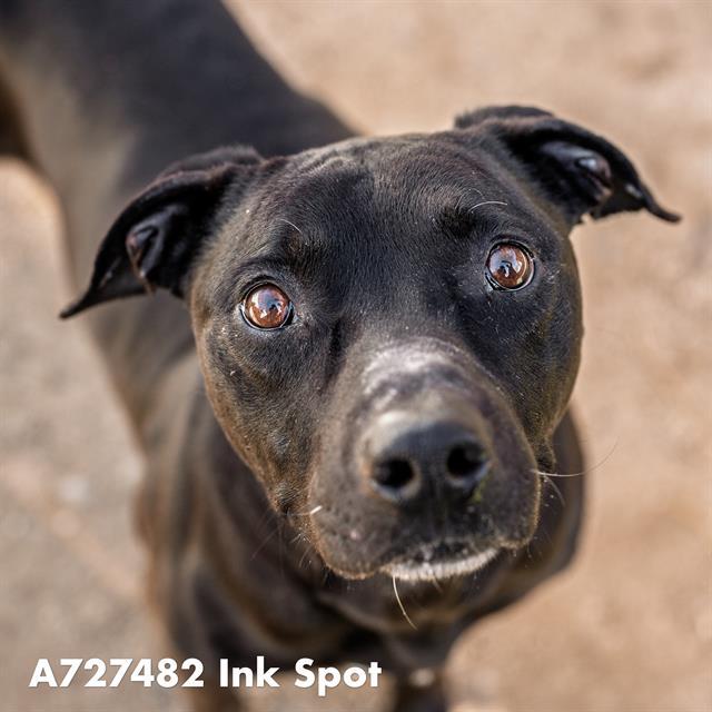 Enlarge INK SPOT, a Adoptable mixed breed in Sacramento, CA image 1/1