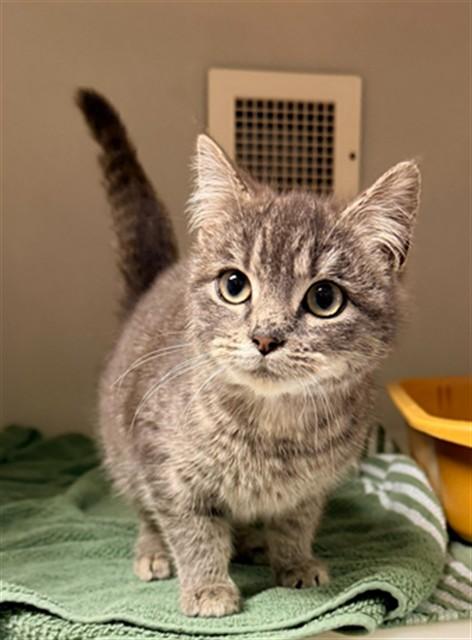 NOOR, Adoptable, Kitten Female Domestic Short Hair.