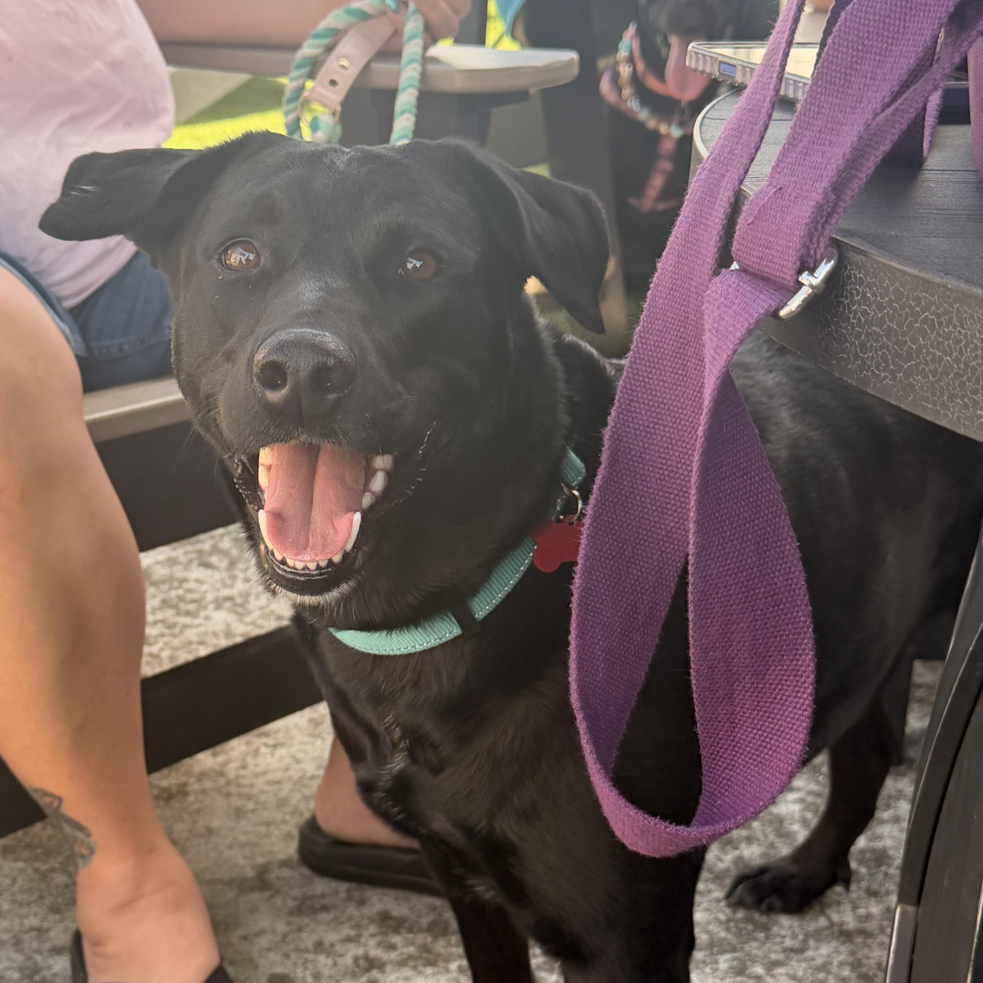 Twinkles, adopted, Adult Female Black Labrador Retriever.