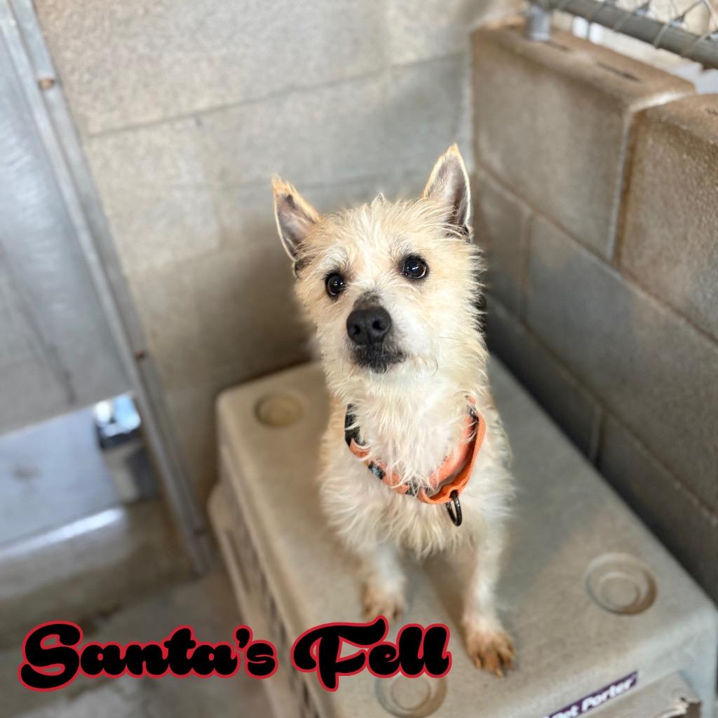 Santa's Fell, a Adoptable mixed breed in Hillsboro, OH image 1/2