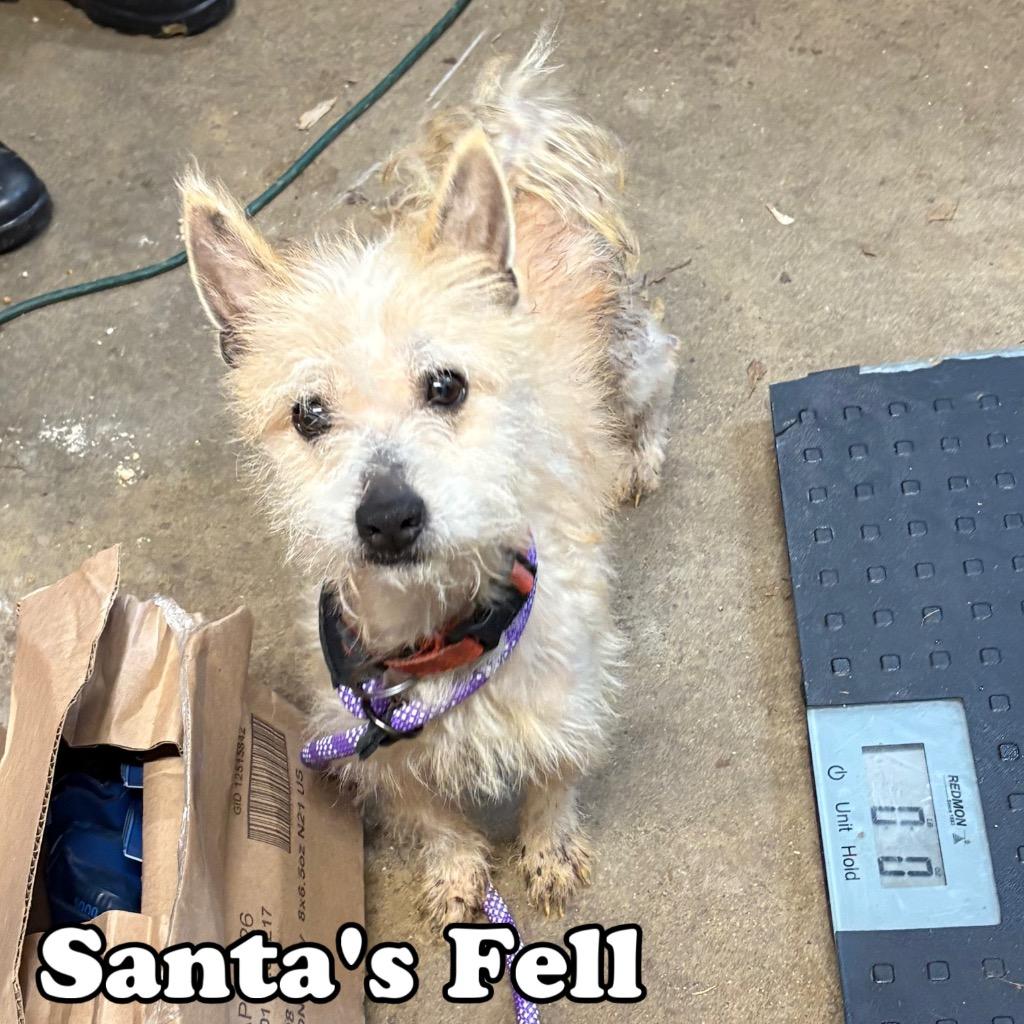 Santa's Fell, a Adoptable mixed breed in Hillsboro, OH image 2/2