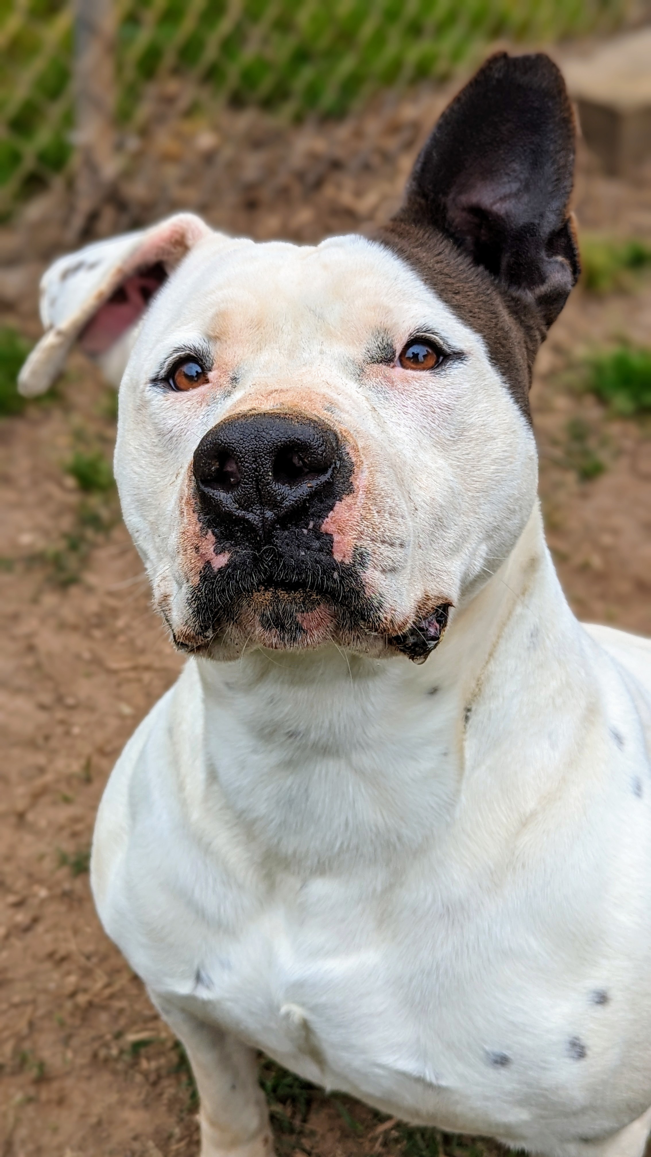Callie, Adoptable, Adult Female American Bulldog & Pointer.